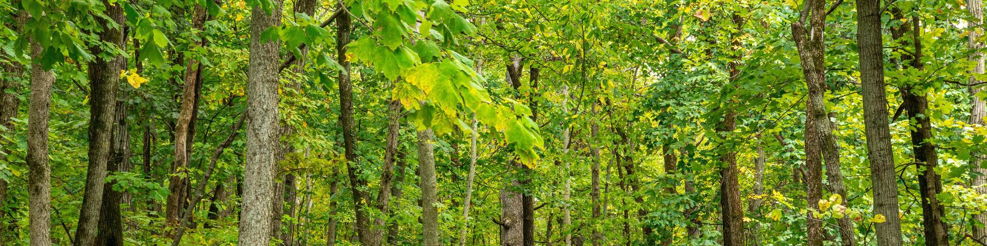A forested path surrounded by tall trees and green foliage.