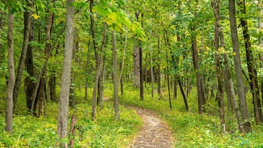 Uma trilha arborizada cercada por árvores altas e folhagem verde.