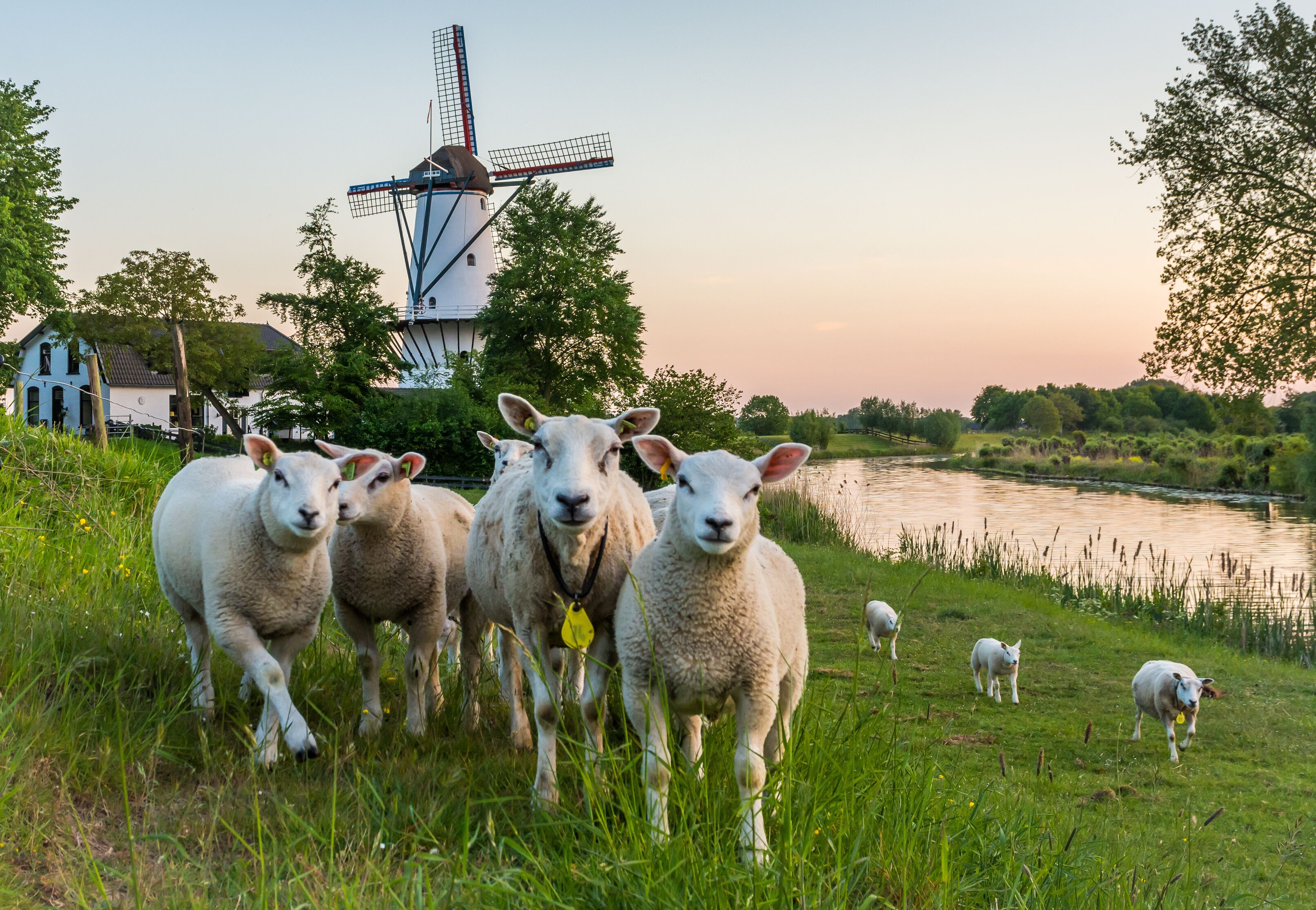 Scenery with a traditional dutch windmill called "De Vlinder" and a flock of sheep in Deil,  Province of Gelderland, The Netherlands