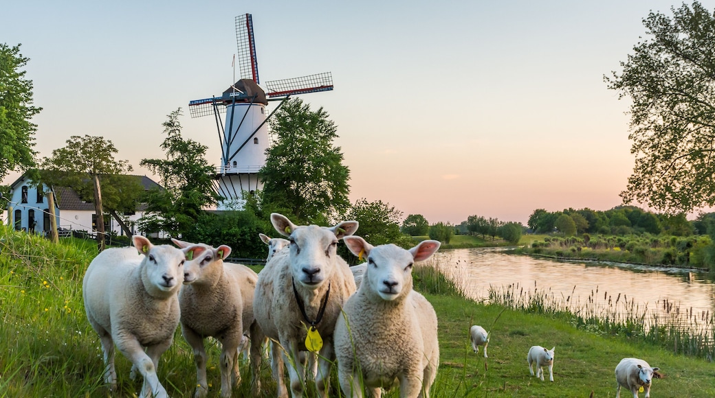 Scenery with a traditional dutch windmill called "De Vlinder" and a flock of sheep in Deil, Province of Gelderland, The Netherlands