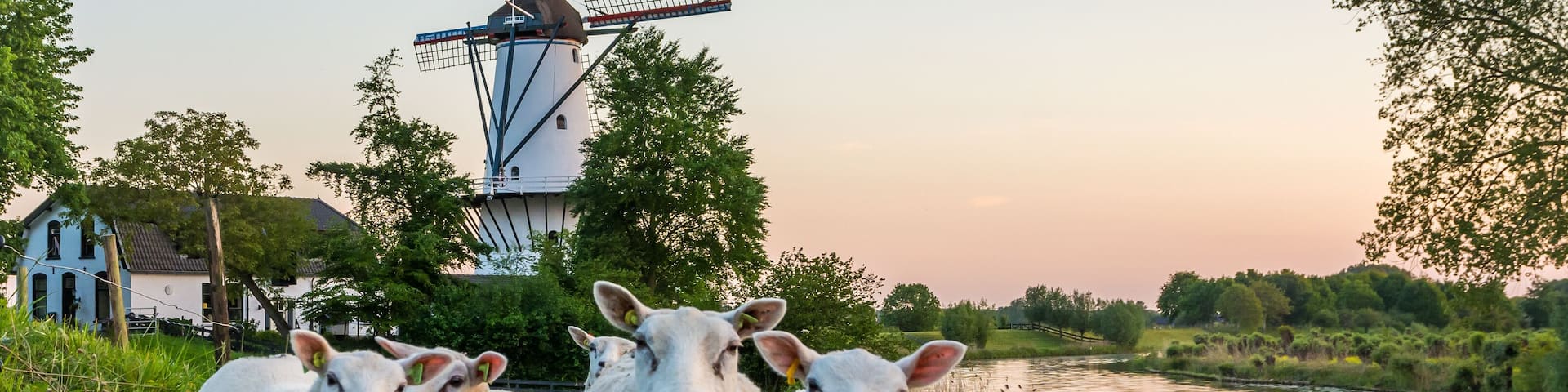 Scenery with a traditional dutch windmill called "De Vlinder" and a flock of sheep in Deil, Province of Gelderland, The Netherlands
