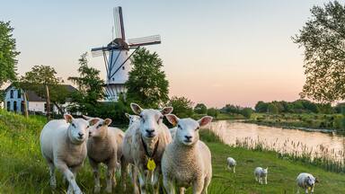 A group of sheep grazing near a windmill and a river.