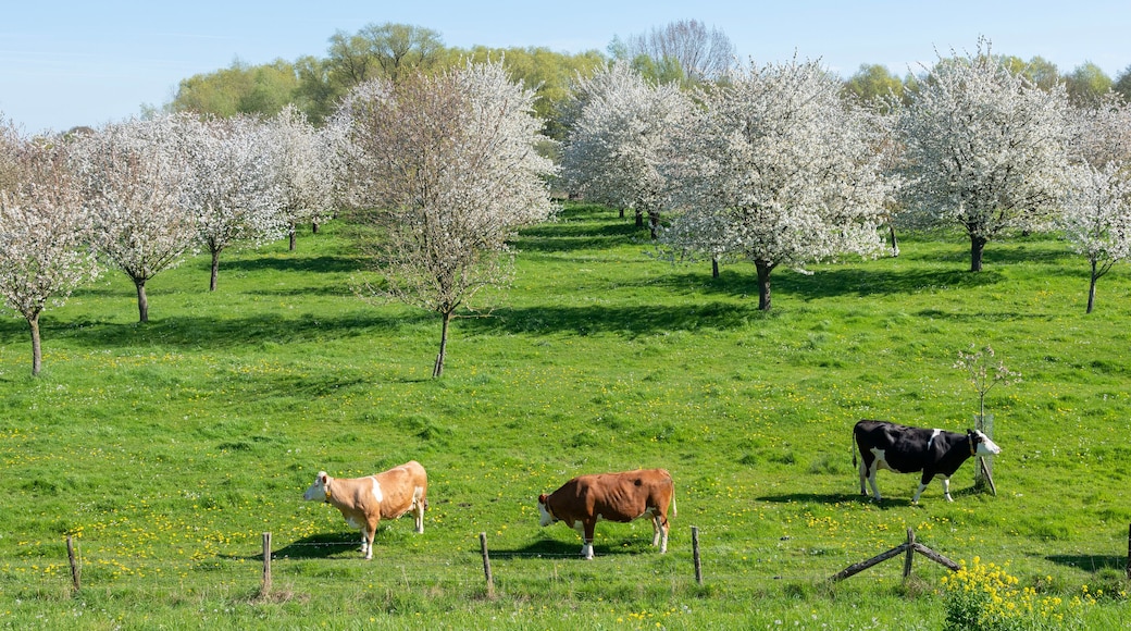 spotted cows in flowering orchard in betuwe near tiel on sunny day in spring