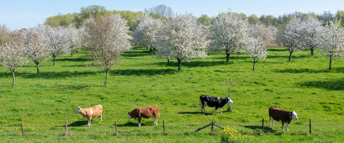 A green field with four cows and blooming trees.