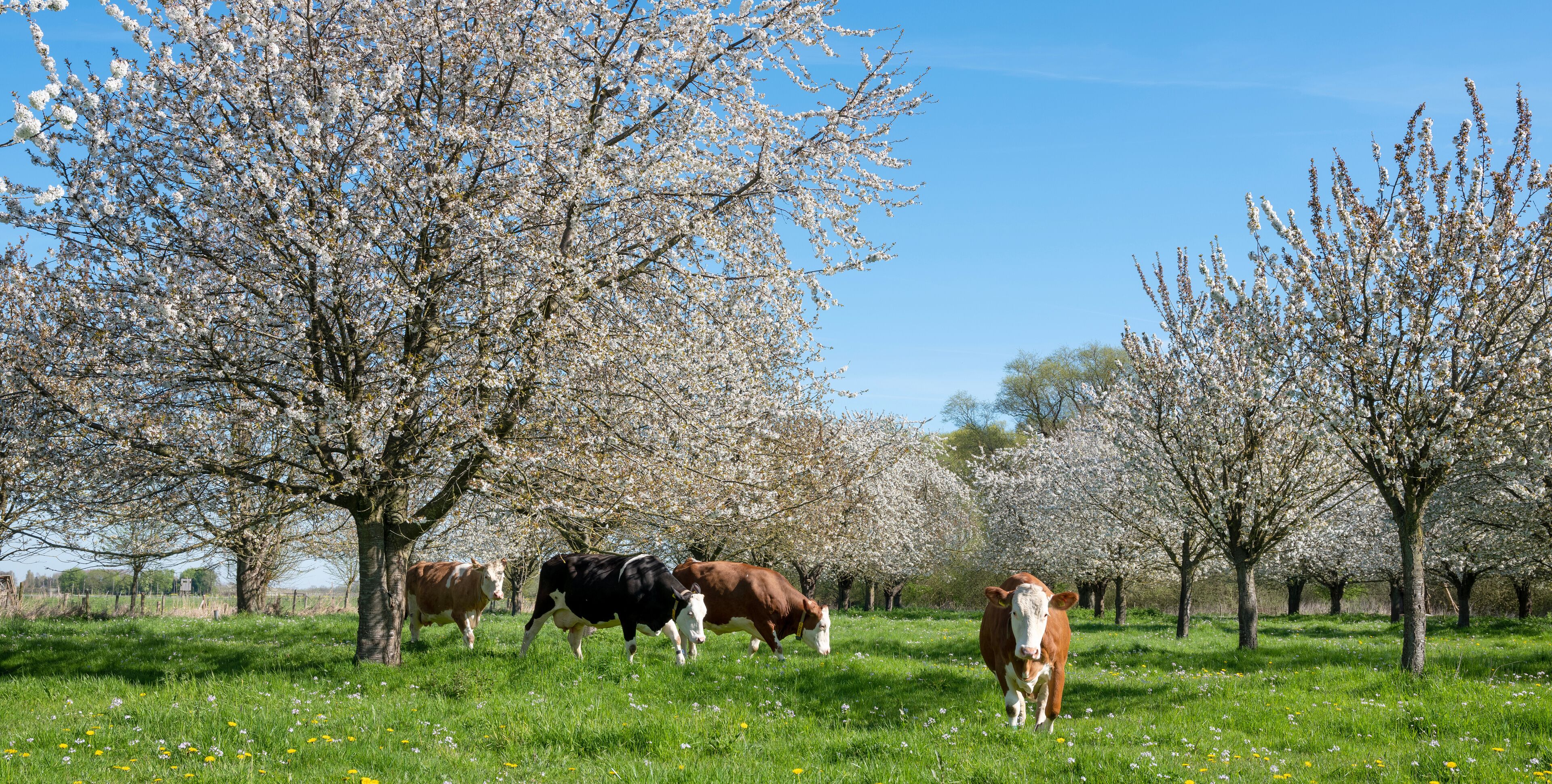 spotted cows in flowering orchard in betuwe near tiel on sunny day in spring