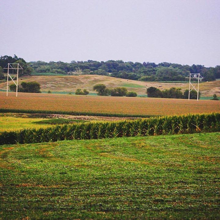 Freshly cut grass, corn standing tall, low hills and cattle roaming, just another beautiful day in the heartland.
