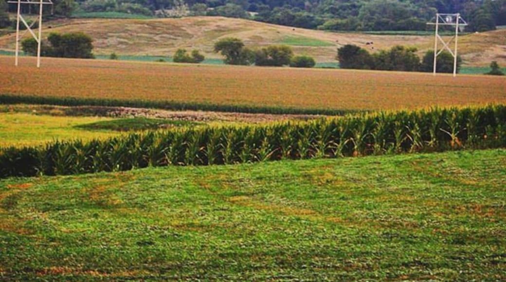 Freshly cut grass, corn standing tall, low hills and cattle roaming, just another beautiful day in the heartland.