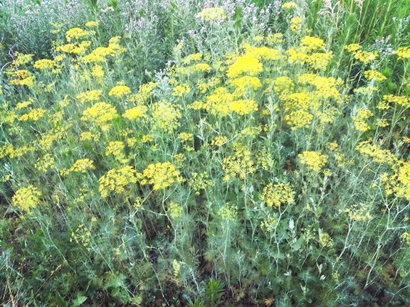 Dill anybody?
