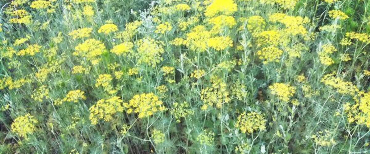 A field of yellow flowers and green foliage.