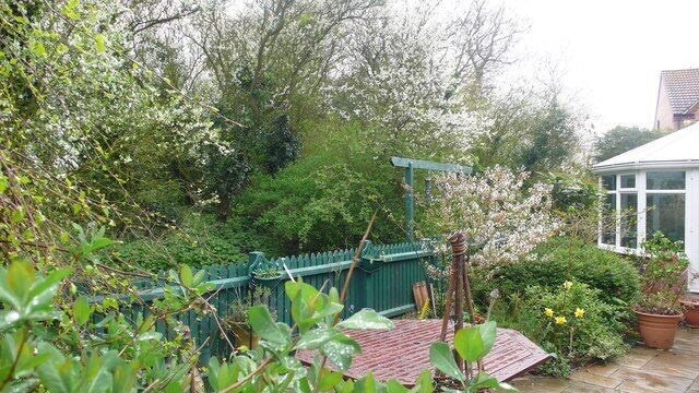 Spring Has Sprung Black Thorn is flourishing this year in spinney along side our house