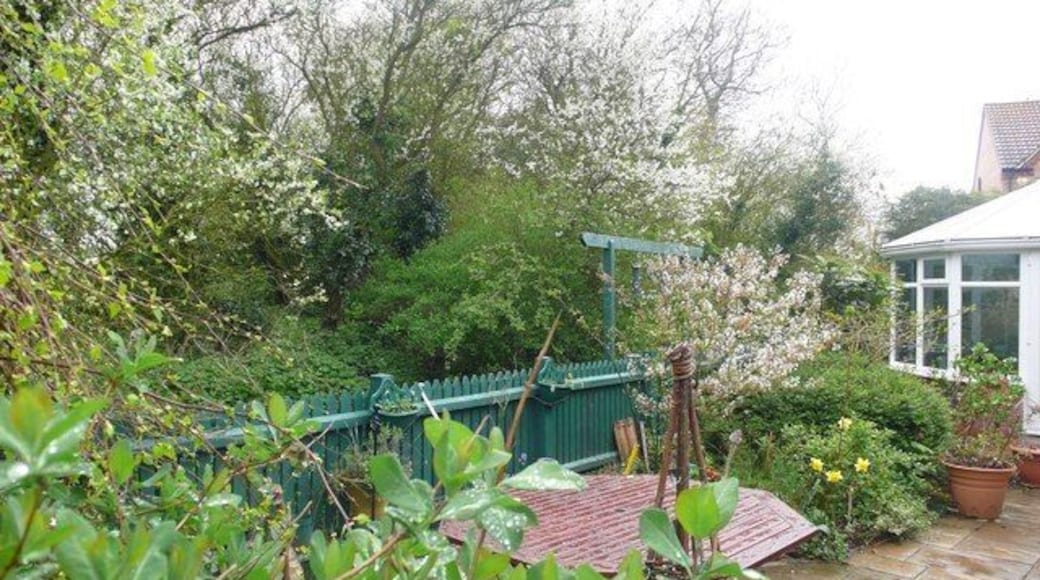 Spring Has Sprung Black Thorn is flourishing this year in spinney along side our house