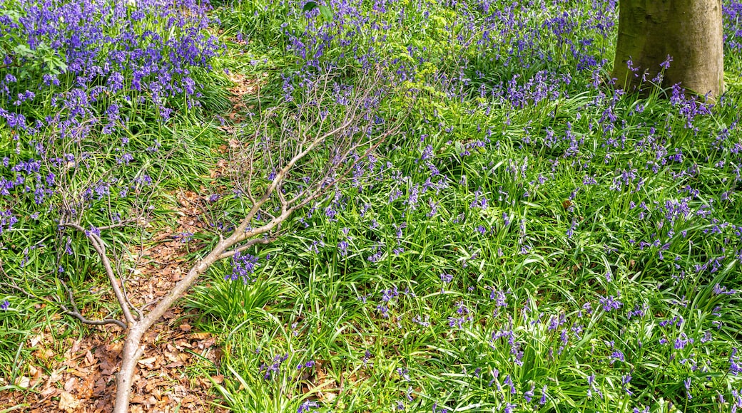 A field of purple flowers with green foliage and trees in the background.