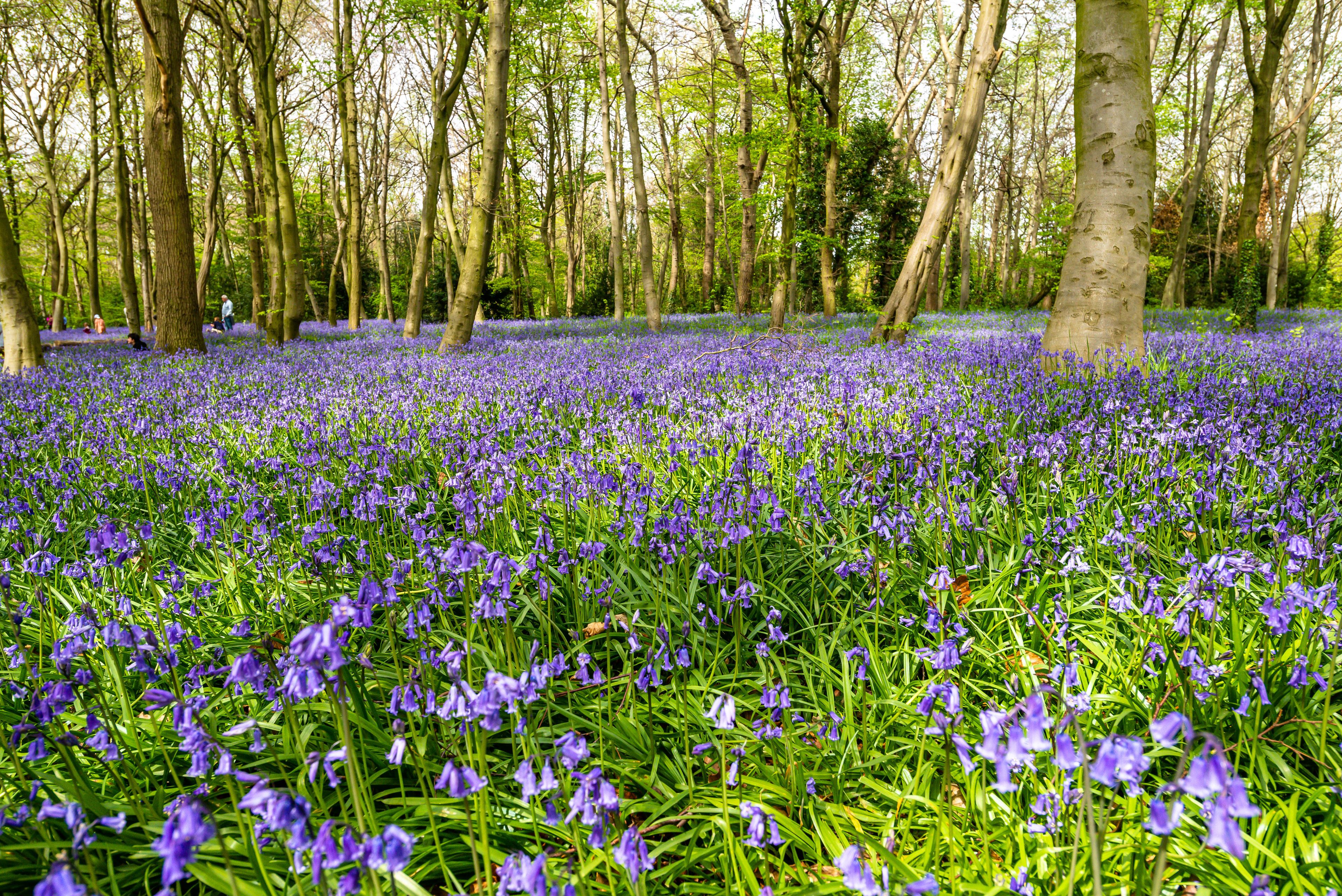A forest with a carpet of purple flowers and tall trees.