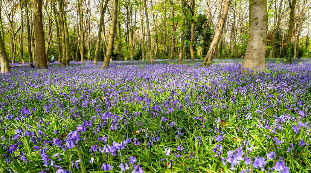 A forest with a carpet of purple flowers and tall trees.