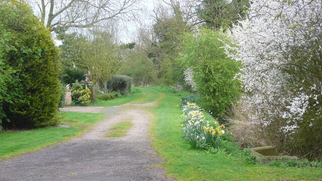 A rural pathway surrounded by lush greenery and flowering trees.