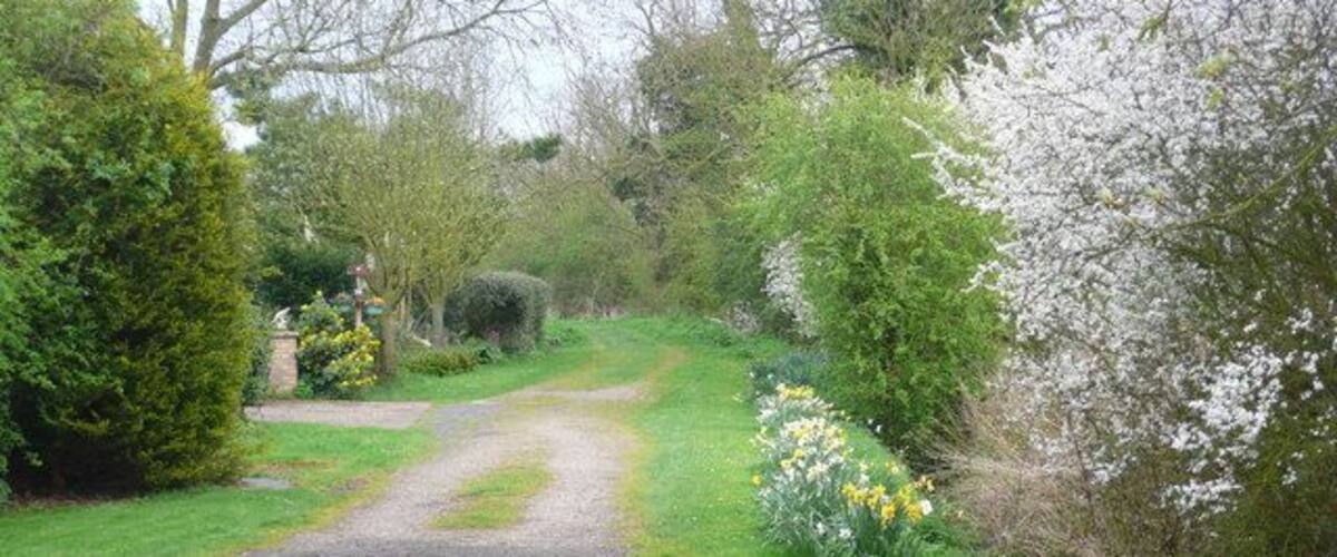 A rural pathway surrounded by lush greenery and flowering trees.