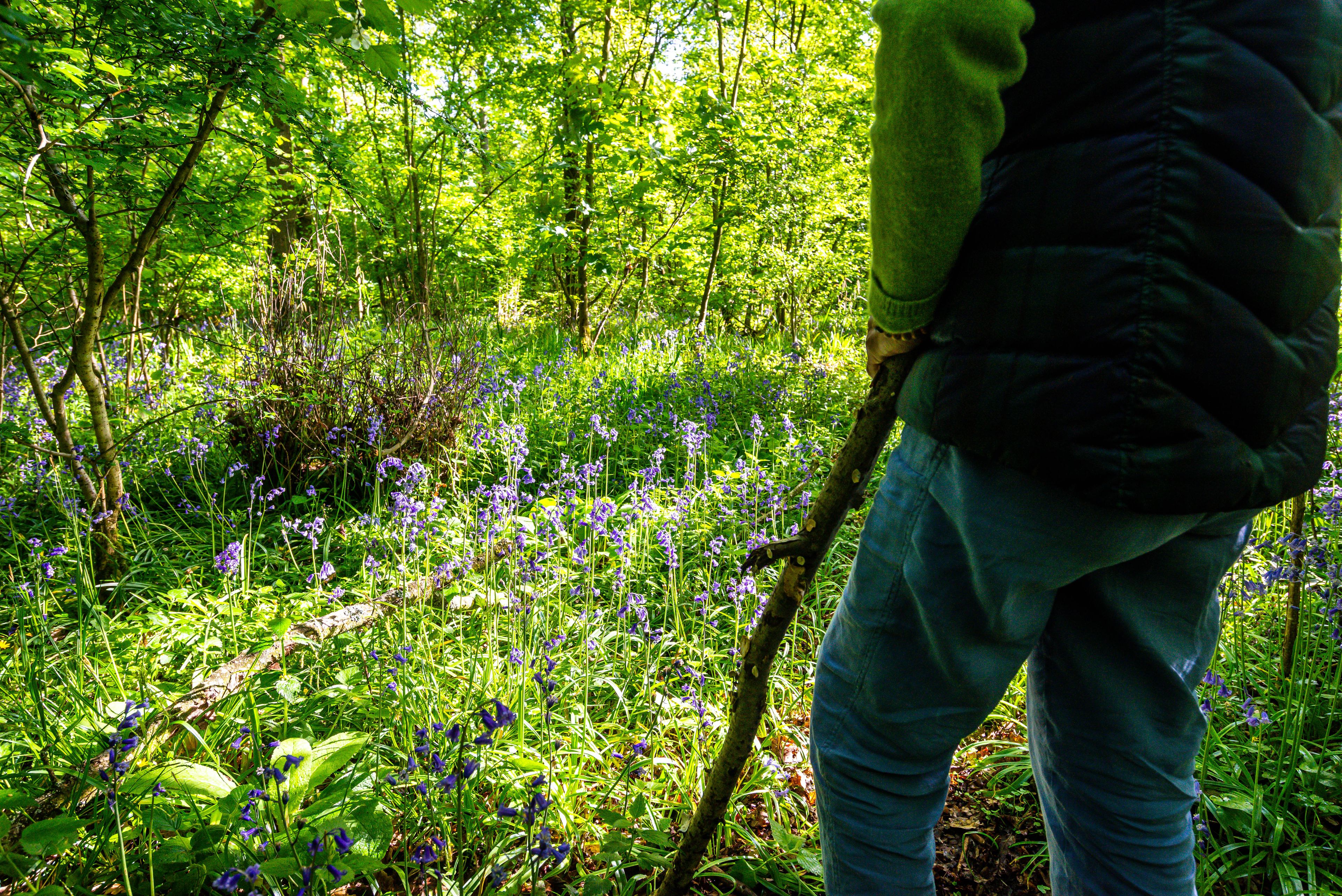 A person standing in a forest with dense green foliage and purple wildflowers.