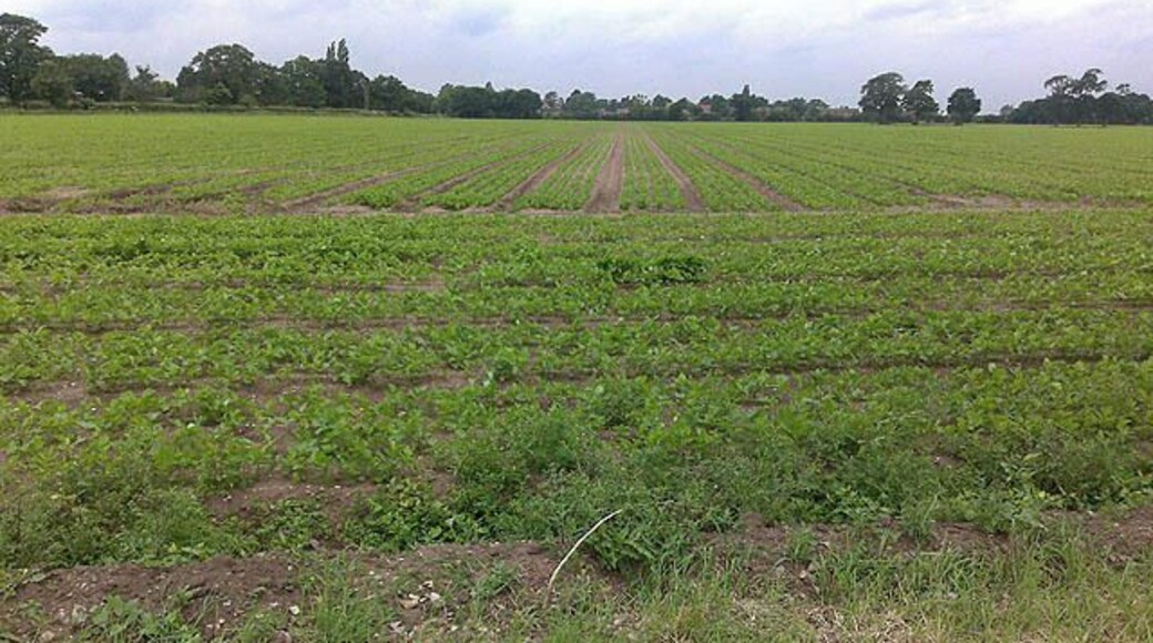 Field by Southern Lane The houses in the distance are the northern end of Swinderby.