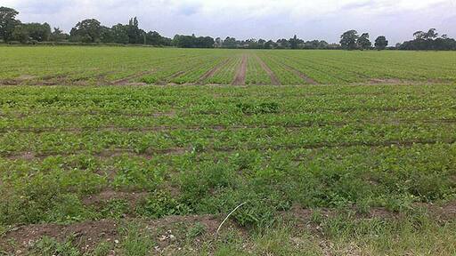 Field by Southern Lane The houses in the distance are the northern end of Swinderby.