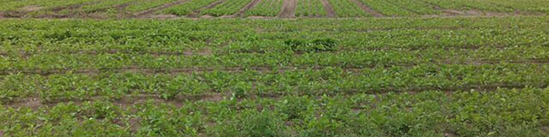 Field by Southern Lane The houses in the distance are the northern end of Swinderby.