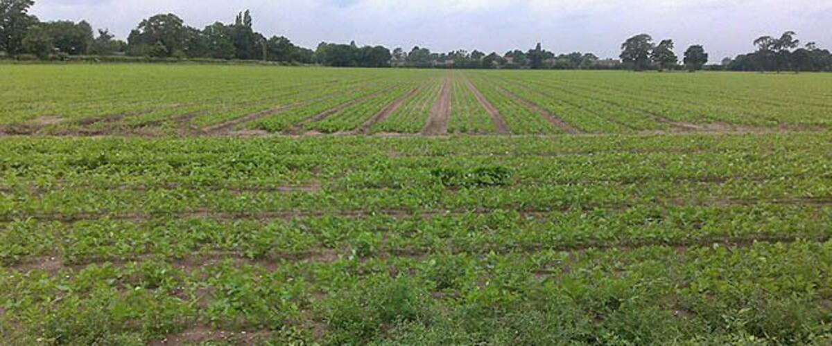 A vast agricultural field with rows of crops under a cloudy sky.