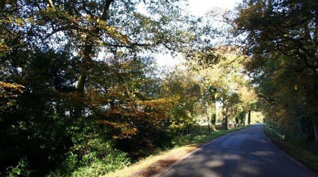 Autumnal scene on Southern Lane