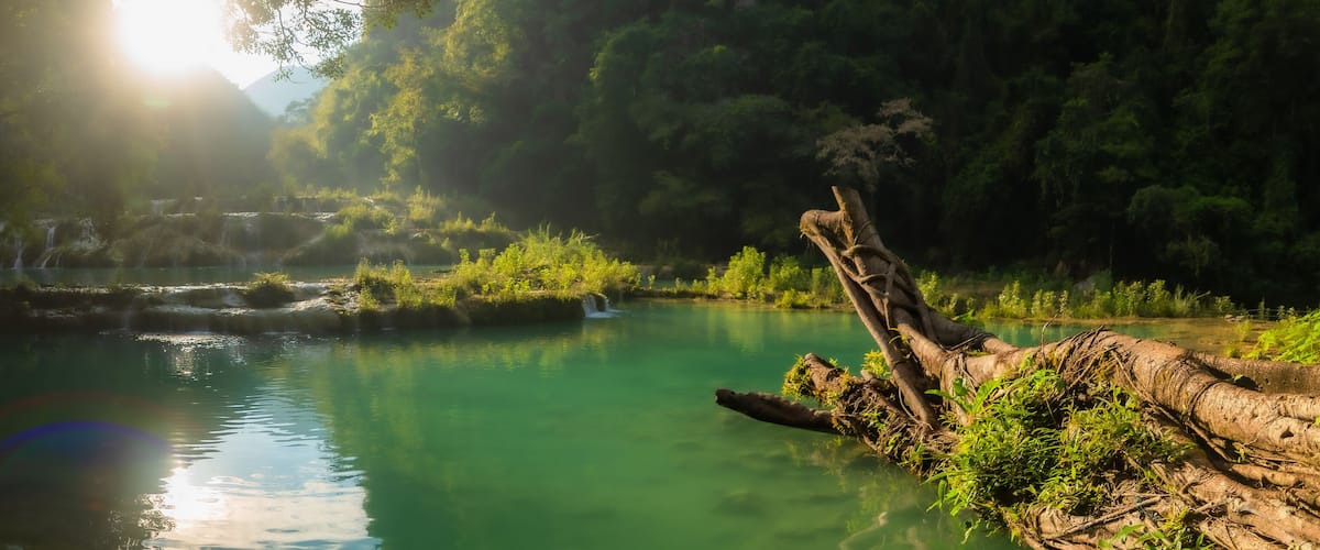 A serene river with clear water, surrounded by lush greenery and a fallen tree trunk.