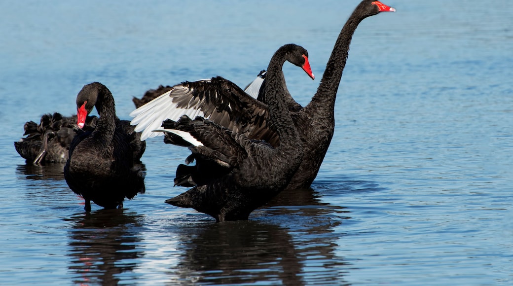 Australian black swan Perth Western Australia