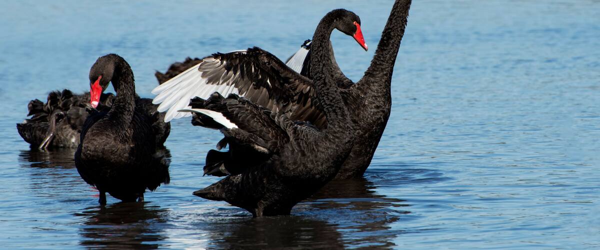 Black swans in water.
