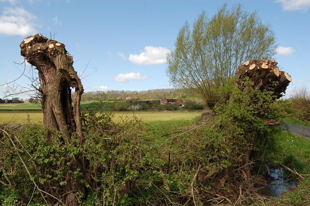 Hedge on the Ashleworth-Tirley road near Hasfield The Great House at Hasfield can be seen through the gap in the hedge. New Spring growth is appearing in the hedgerow and the Willows in the foreground have recently been pollarded.