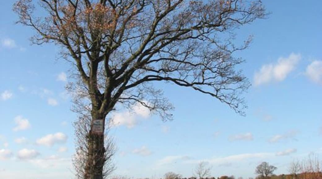 Solitary oak beside Semere Lane