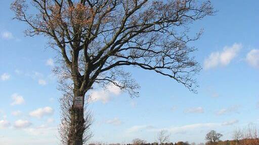 Solitary oak beside Semere Lane