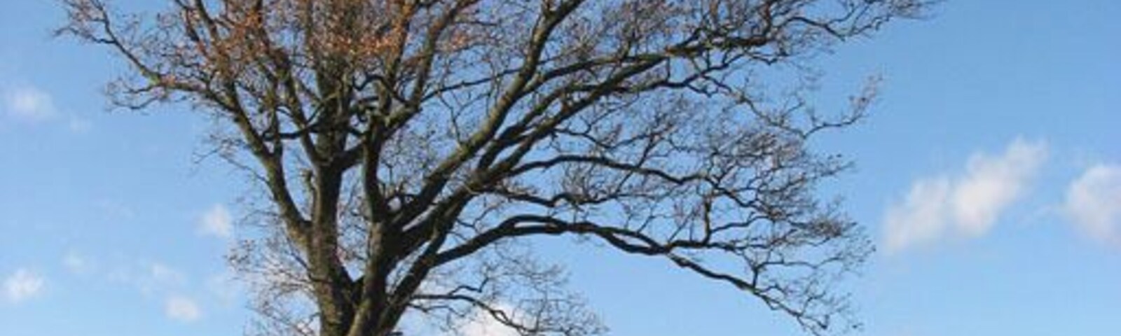 Solitary oak beside Semere Lane