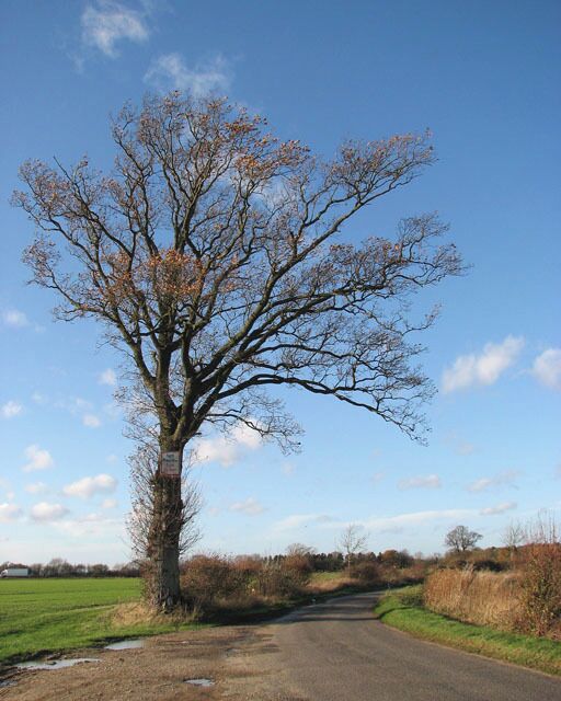 A rural road with a large leafless tree on the left.