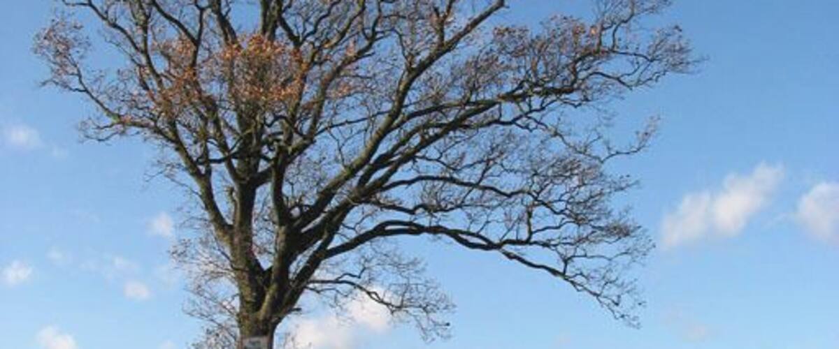 A rural road with a large leafless tree on the left.