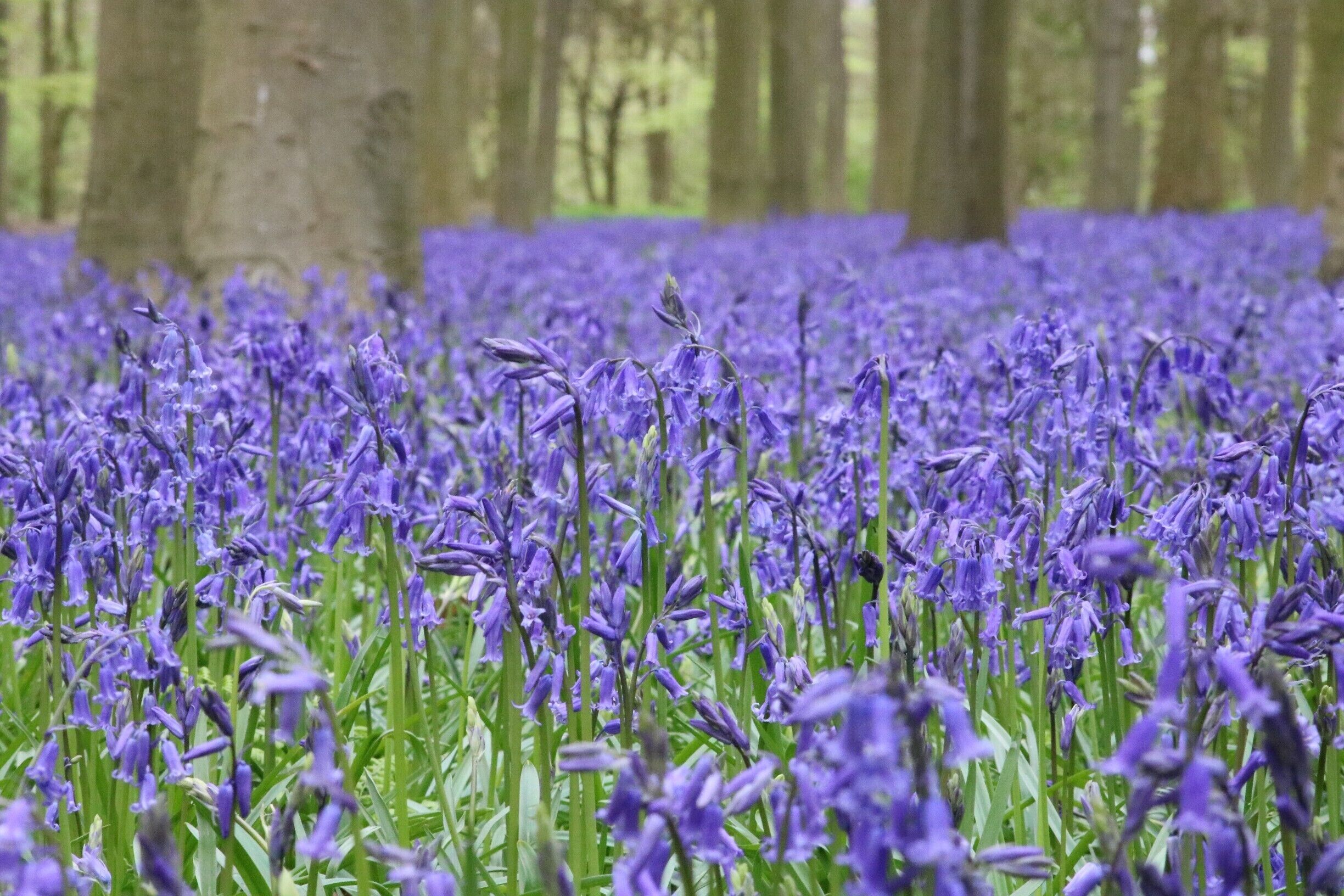 Bluebells growing at the National Trust site 5 minutes out of Faringdon. #SpringFun