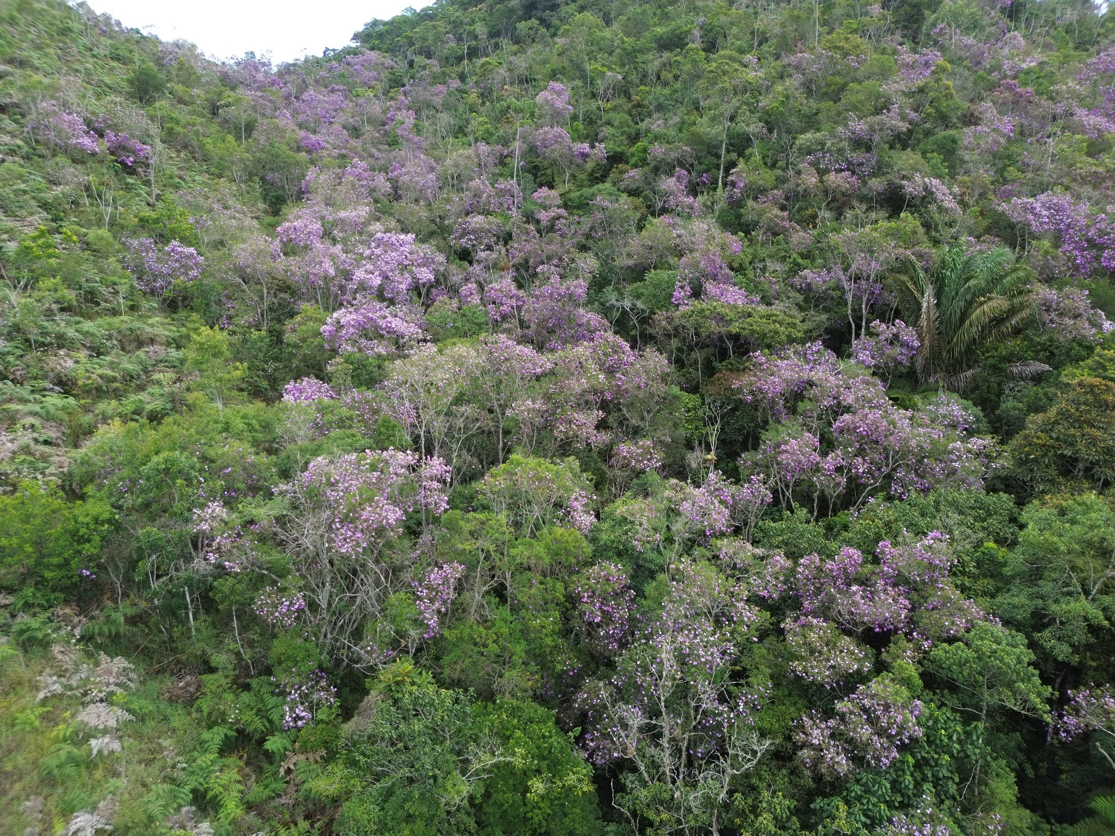 A dense forest with purple flowering trees.