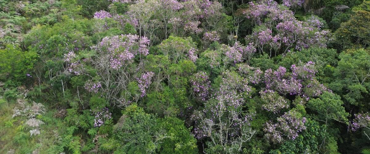 A dense forest with purple flowering trees.