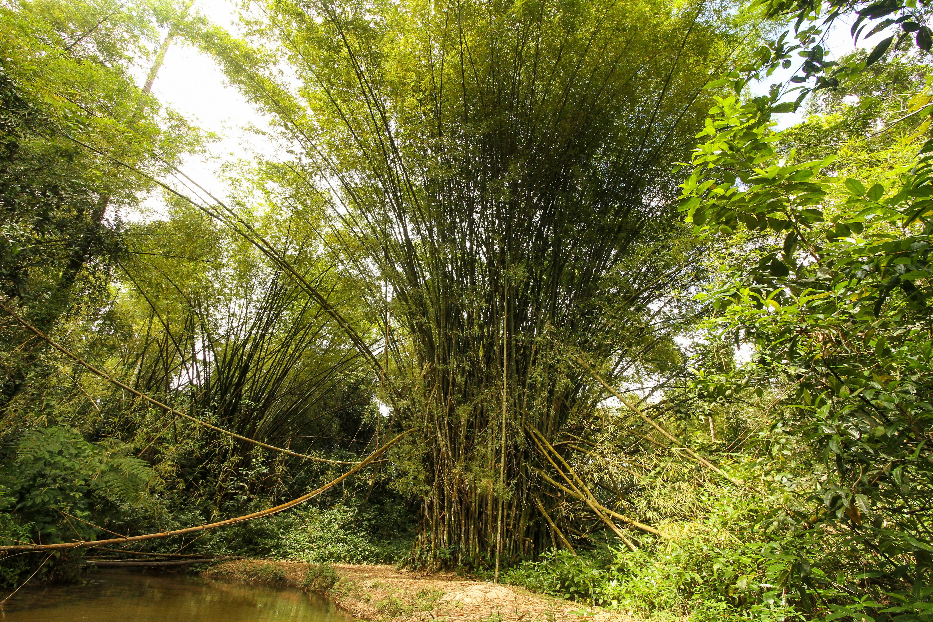 São João da Aliança