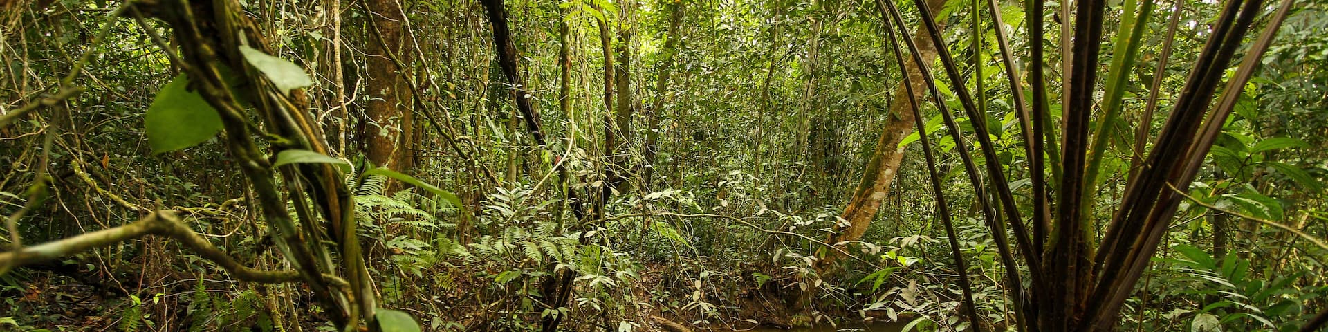 Recife / Pernambuco / Brazil. 10/13/2028. Atlantic forest in the municipality of São Lourenço da Mata in the metropolitan region of Recife.
