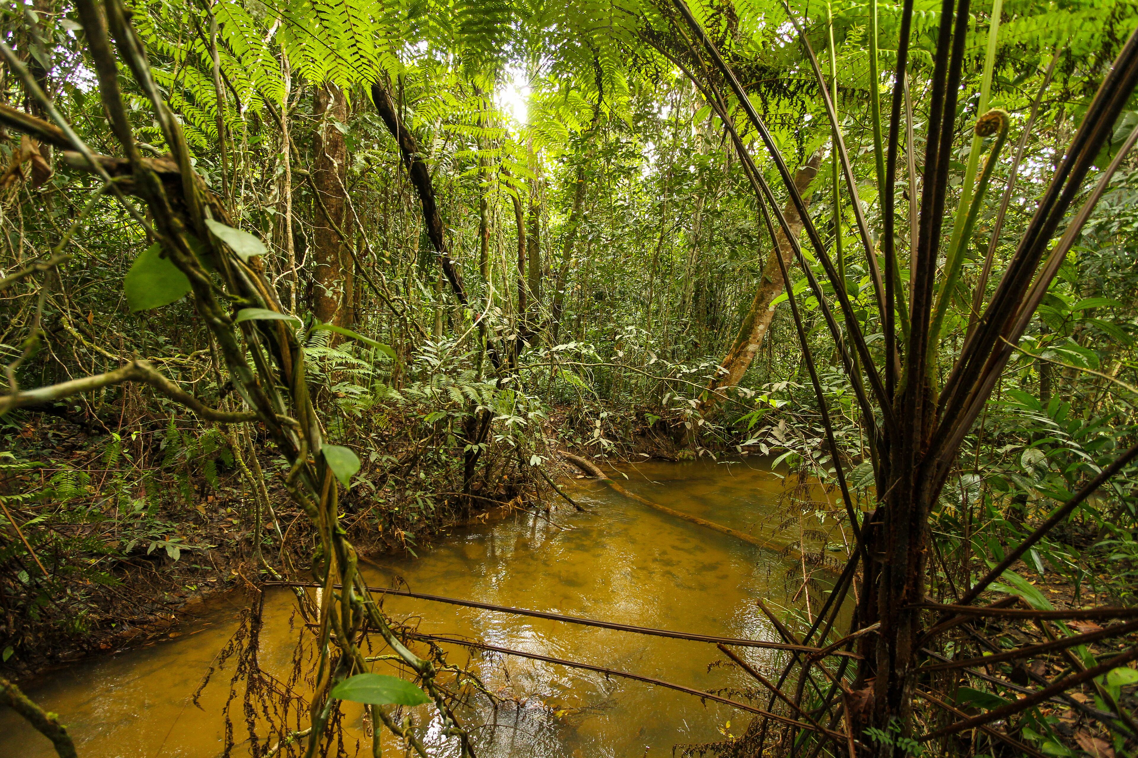 A forest stream surrounded by dense foliage and trees.