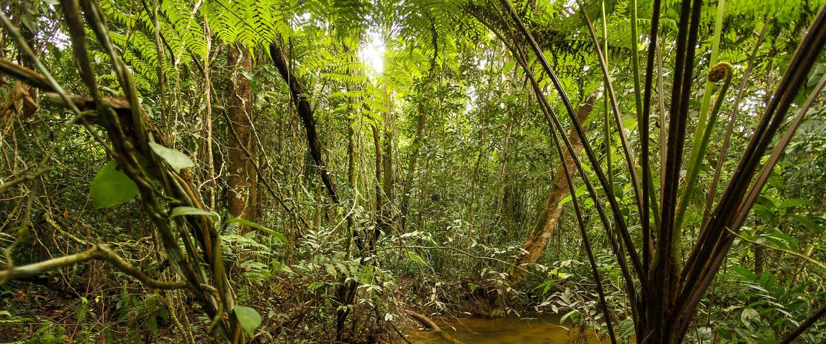 A forest stream surrounded by dense foliage and trees.