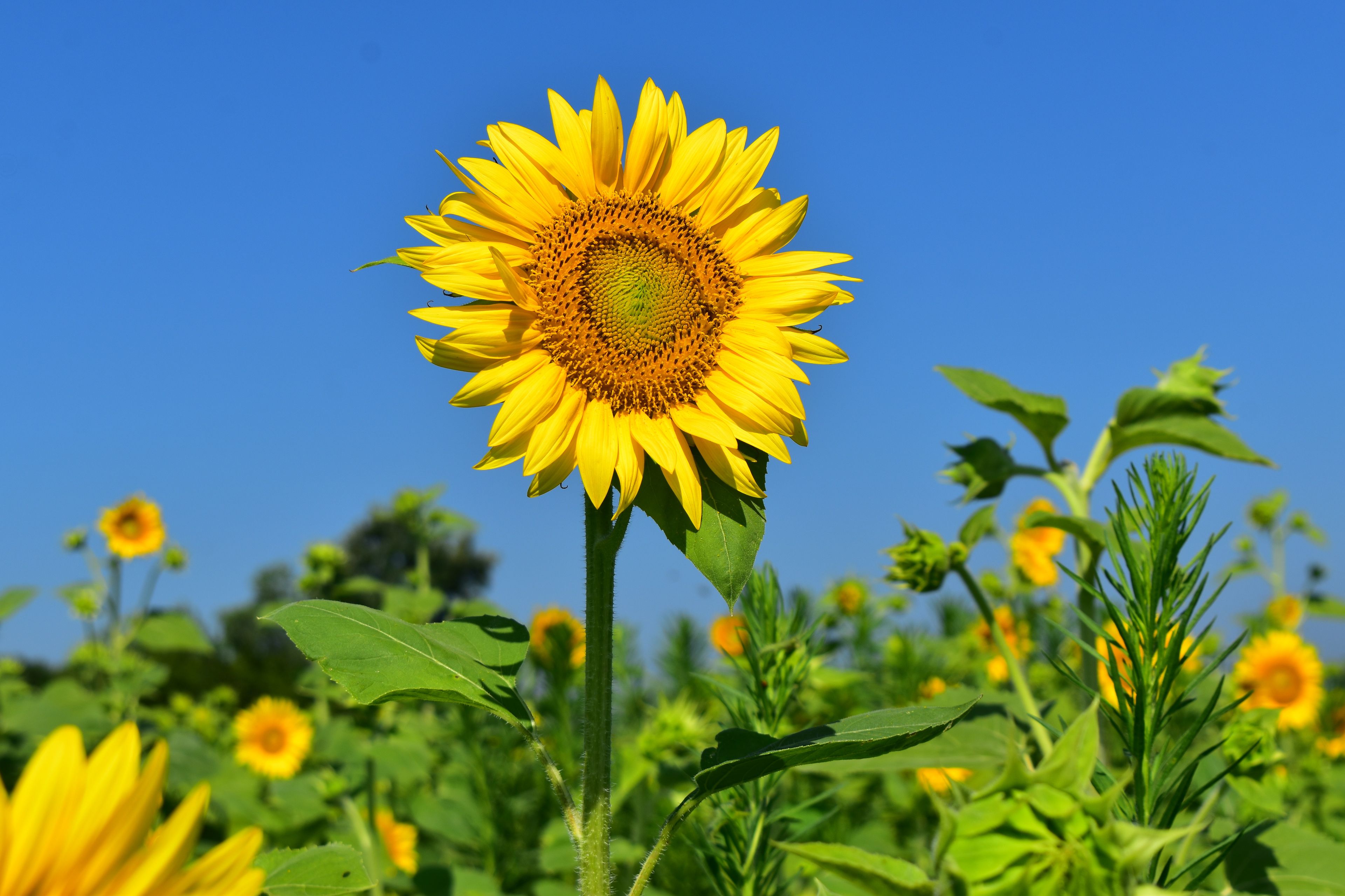 A sunflower with a clear blue sky in the background.