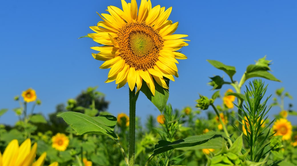 A sunflower with a clear blue sky in the background.