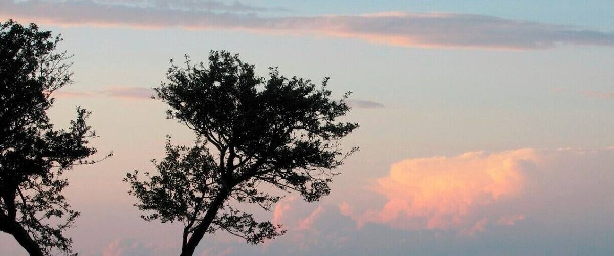 A sunset over a calm sea with two prominent trees silhouetted against the sky.