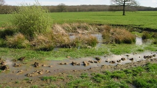 Small pond in field next to Courtenay Road There were two of these boggy areas in an essentially level field on the highest part of the surrounding area, possibly man made but this one looks almost as though the land has subsided a bit allowing it to hold rainwater.