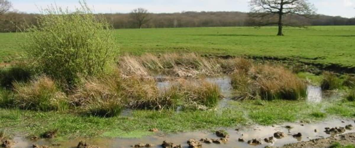 A muddy water crossing in a grassy field with a tree in the background.