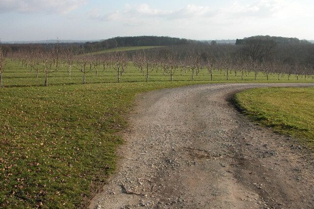 Orchards at Woodhouse Farm, near Oakeridge. Young fruit trees in a field beside the track to Woodhouse Farm.