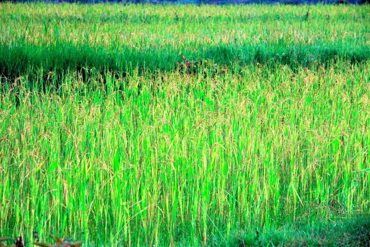 Madagascar, a country in which people eat more rice per capita than any other country. I can confirm this from watching the team of Malagasy builders I was working with at the time make mini Everest's of rice at every meal