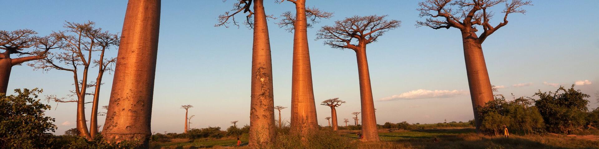 Baobab alley, Madagascar